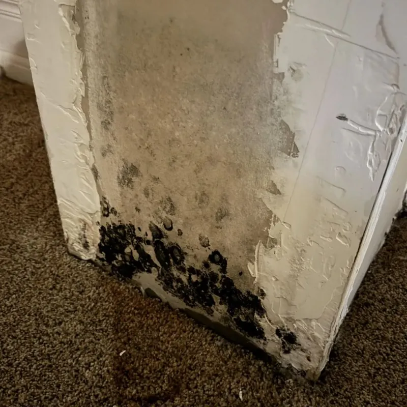 Professional Mold Removal in Crystal City, MO